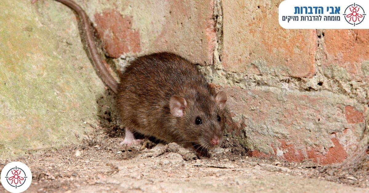 האם רעל עכברים מסוכן לאדם?