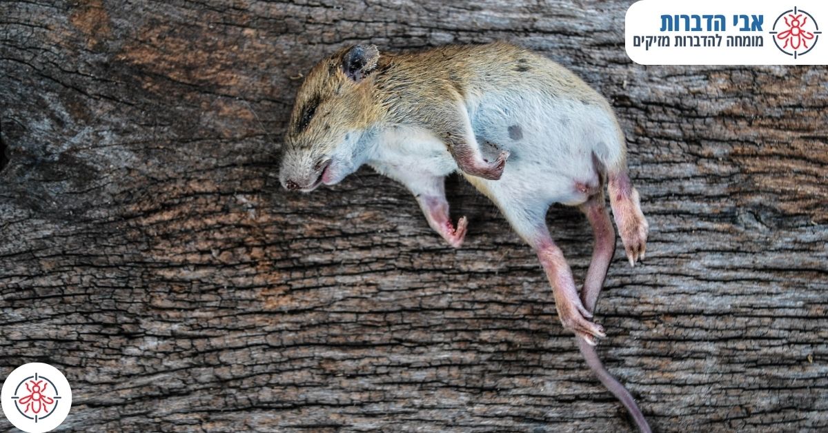 רעל עכברים גורם למוות