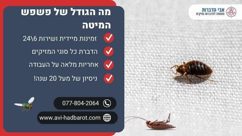 מה הגודל של פשפש המיטה