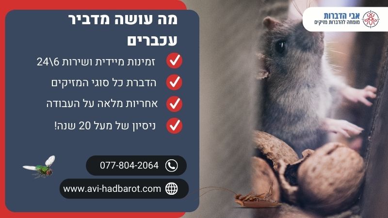 מה עושה מדביר עכברים