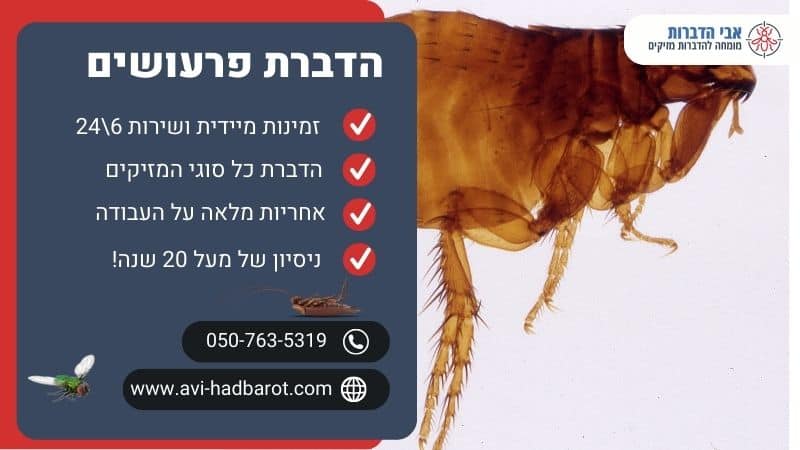 הדברת פרעושים