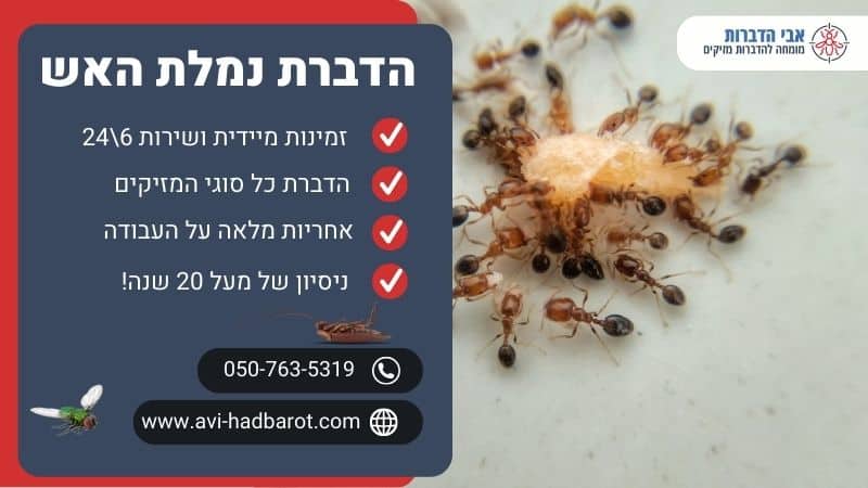 הדברת נמלת האש