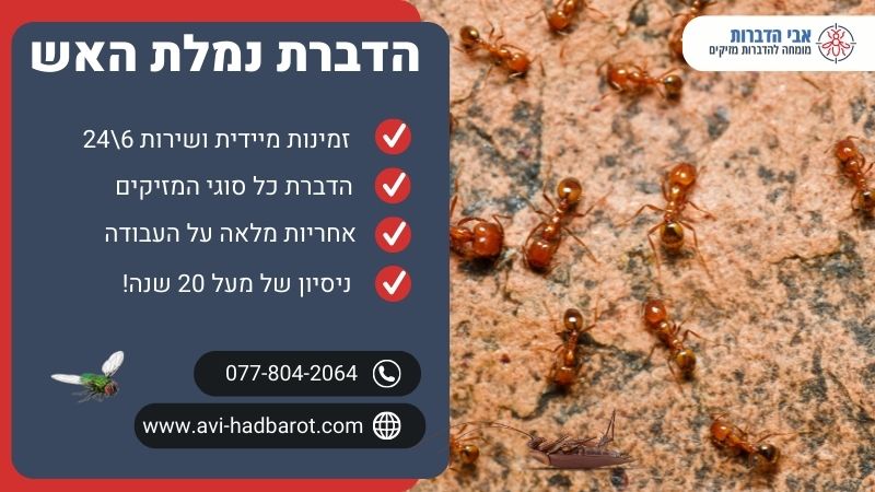 הדברת נמלת האש