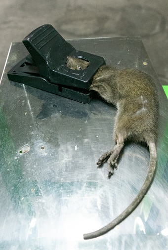 מלכודת חשמלית נגד עכברים