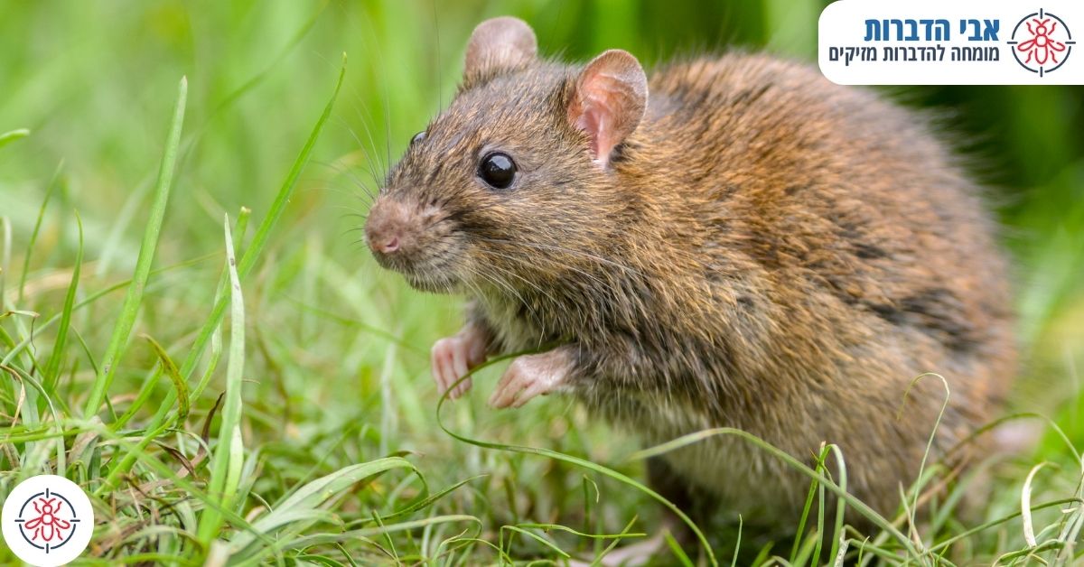 האם כדאי להרוג את העכבר או לשחררו בטבע?