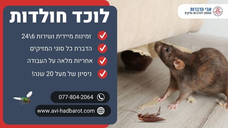 לוכד חולדות