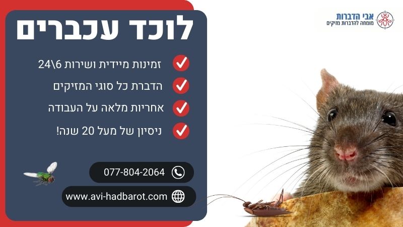 לוכד עכברים