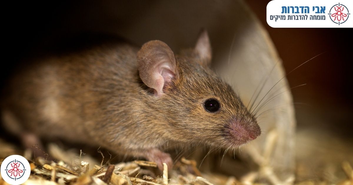 מה עושה לוכד העכברים בשעת מעשה?