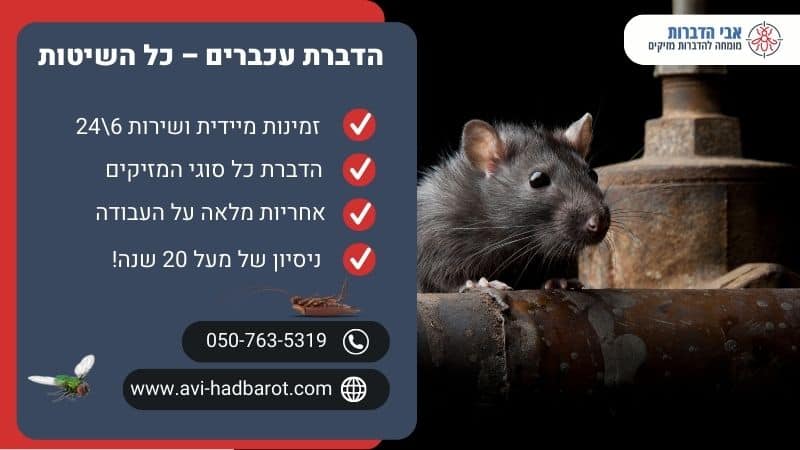 הדברת עכברים – כל השיטות