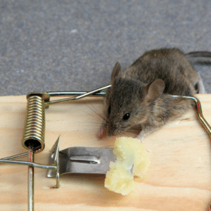 הדברת עכברים ברמת גן