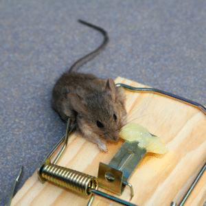 לכידת עכברים 24 שעות