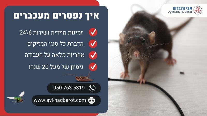 איך נפטרים מעכברים