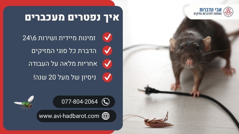 איך נפטרים מעכברים