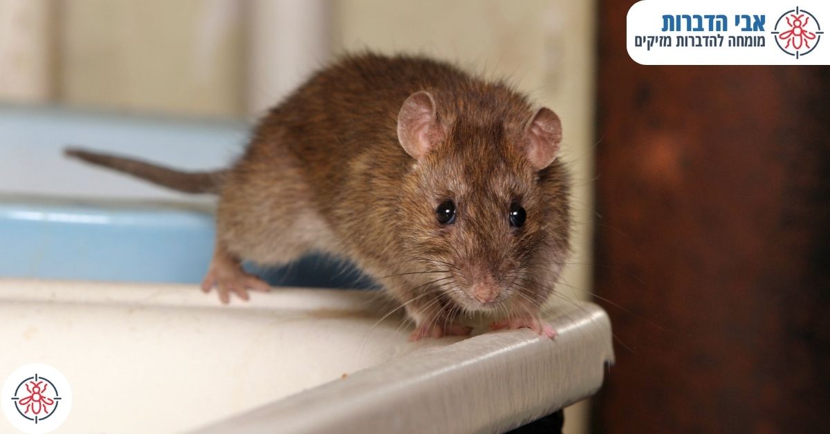 ההבדלים בין הדברת עכברים להדברת חולדות