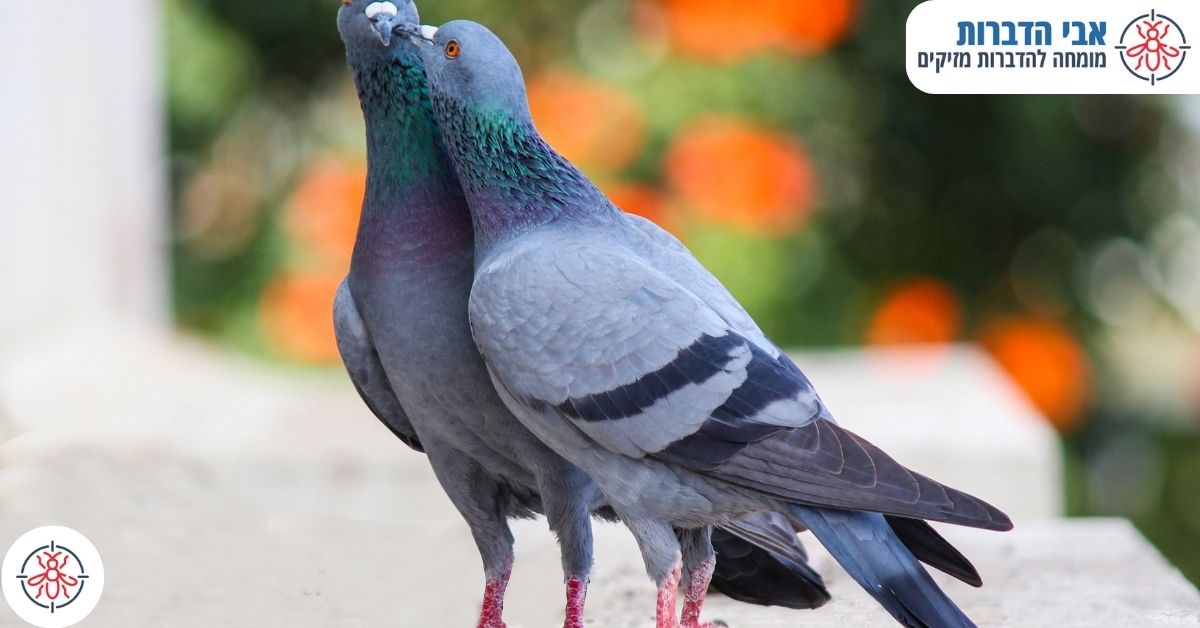 הצבת רשת נגד יונים