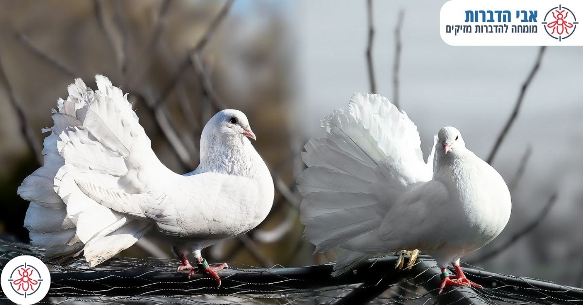 שיטות בהם אנו משתמשים להרחקת יונים במרכז הארץ