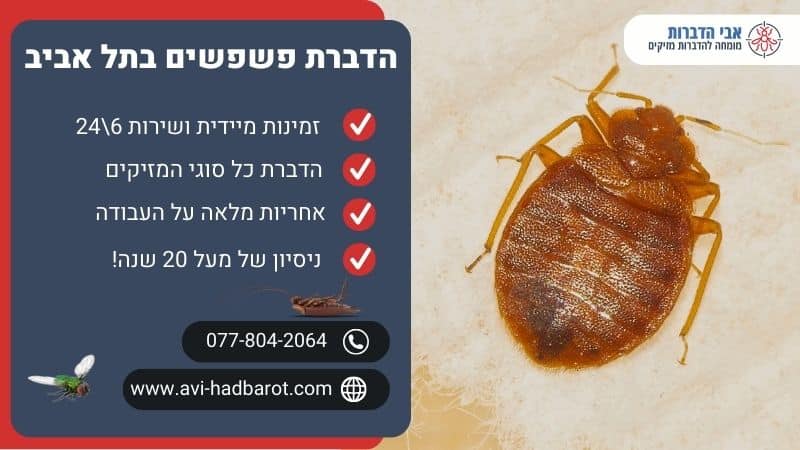 הדברת פשפשים בתל אביב