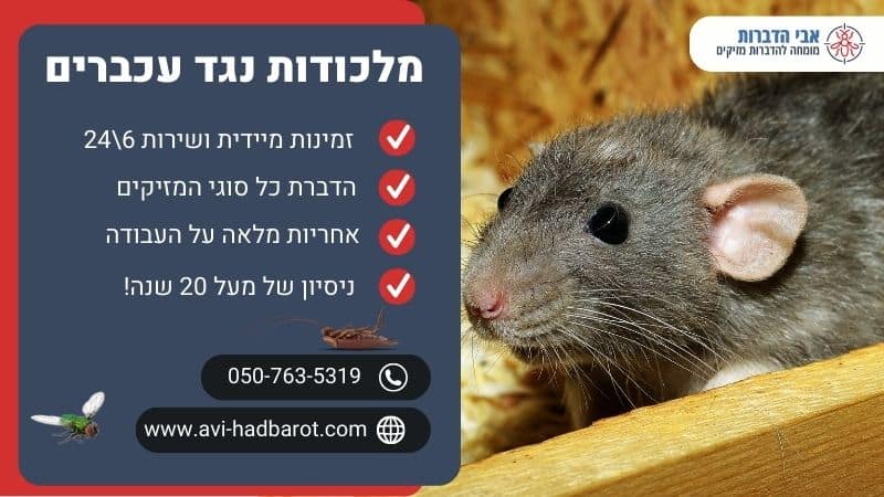 מלכודות נגד עכברים