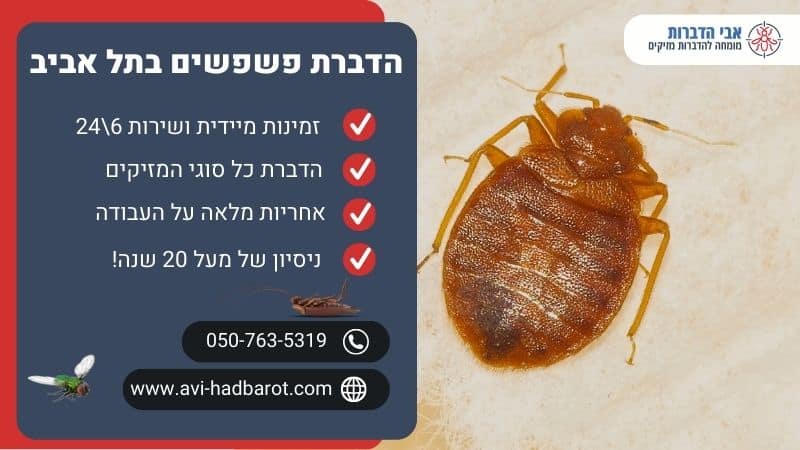 הדברת פשפשים בתל אביב