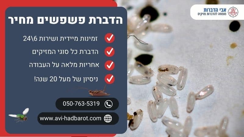 הדברת פשפשים מחיר