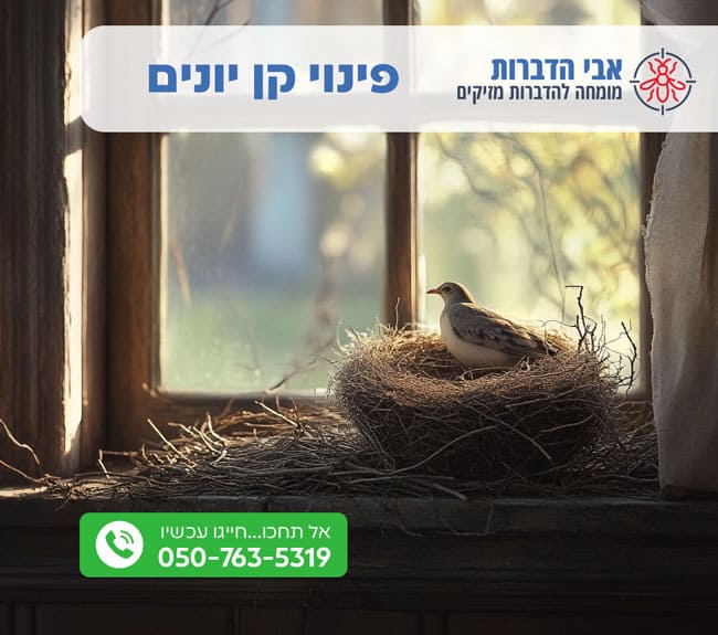פינוי קן יונים