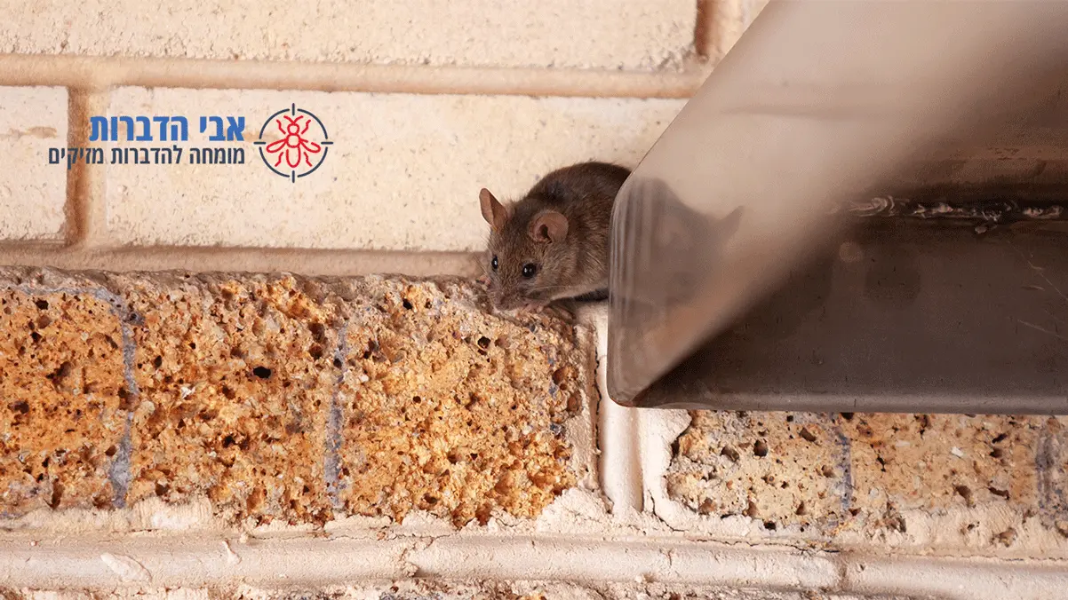 עכברים בבניין